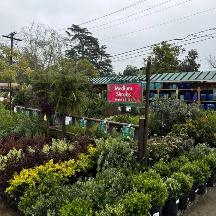 Outdoor garden center on a rainy day with rows of medium and tall shrubs in pots and hanging signs.