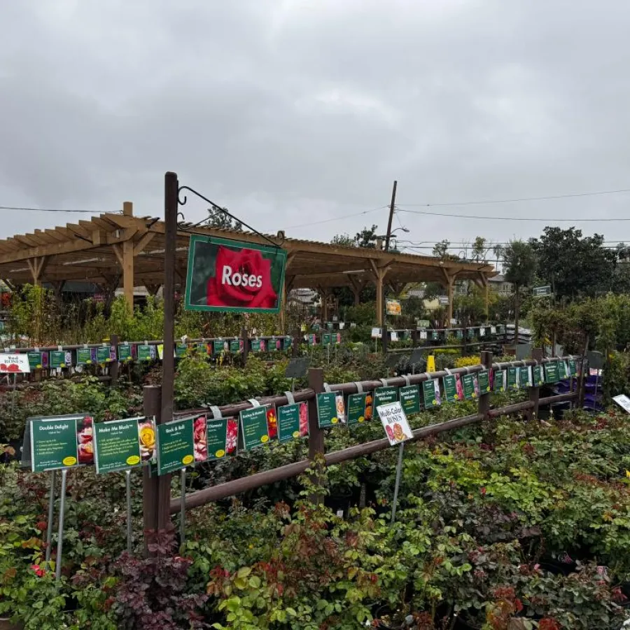 Outdoor garden center with rows of potted rose bushes and fruit trees under overcast sky