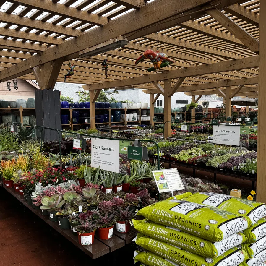 Greenhouse section with various cacti and succulents in pots under wooden pergola with bags of cactus soil mix.