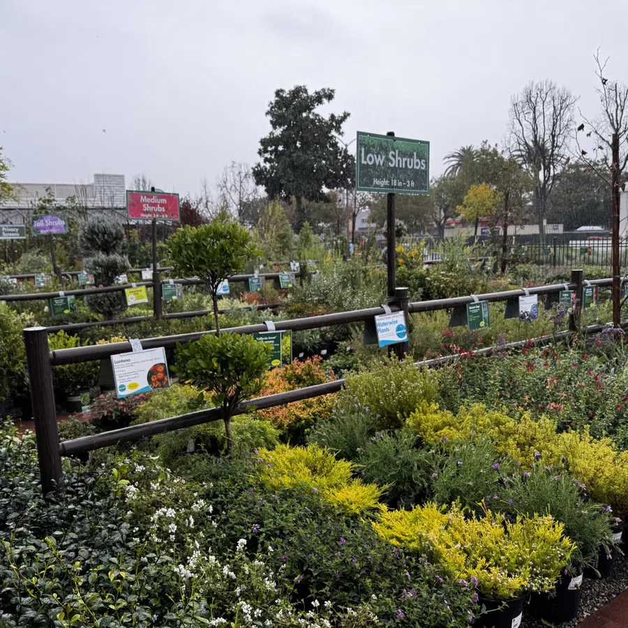 Outdoor garden center with various shrubs and plants organized by size under cloudy sky