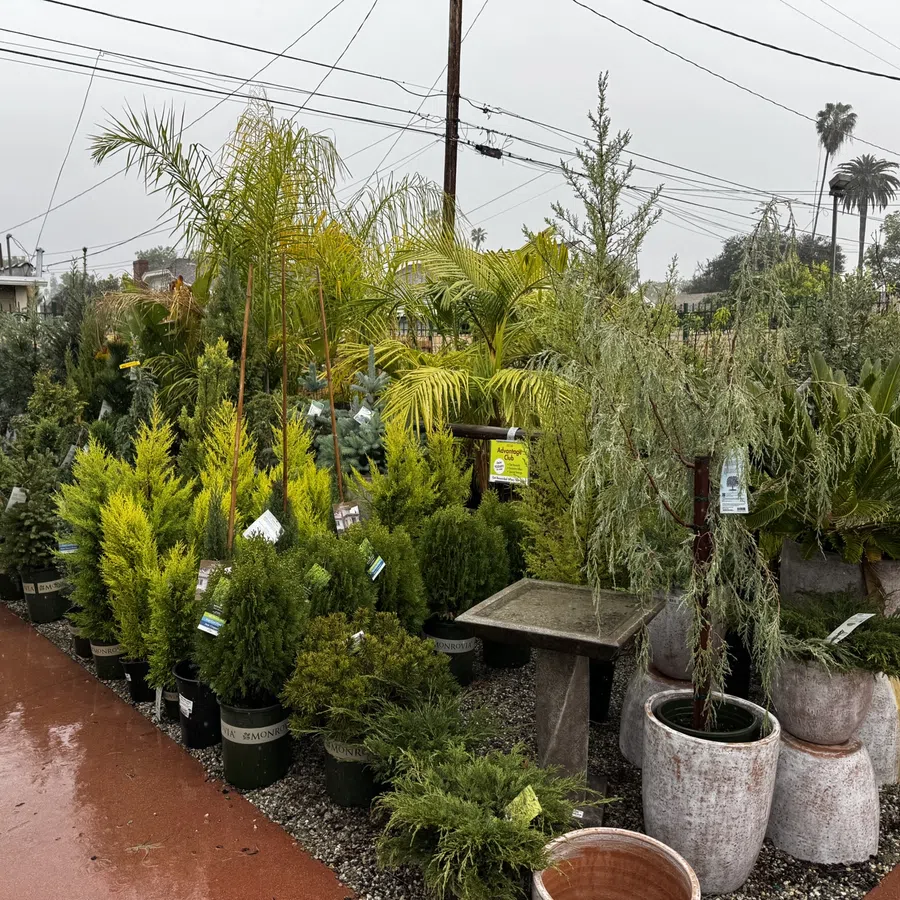 Outdoor nursery with diverse potted palms and conifer plants on wet pavement under cloudy sky.