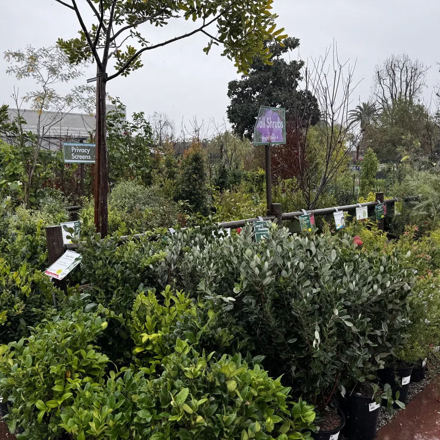 Outdoor garden center with diverse green shrubs and plants on display under overcast sky.