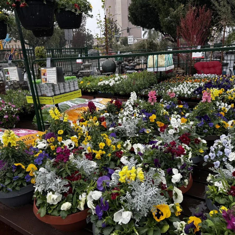 Colorful flower arrangements and gardening supplies displayed outdoors at a nursery or garden center.