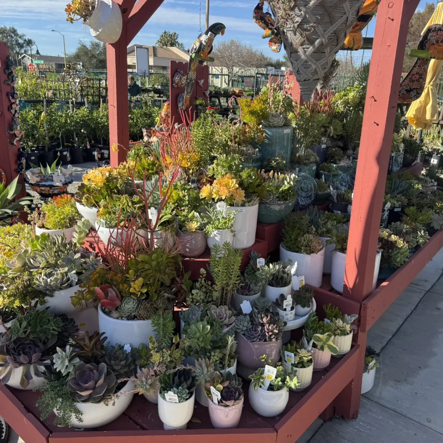 Outdoor display of a variety of potted succulent plants arranged on wooden shelves under a pergola on a sunny day
