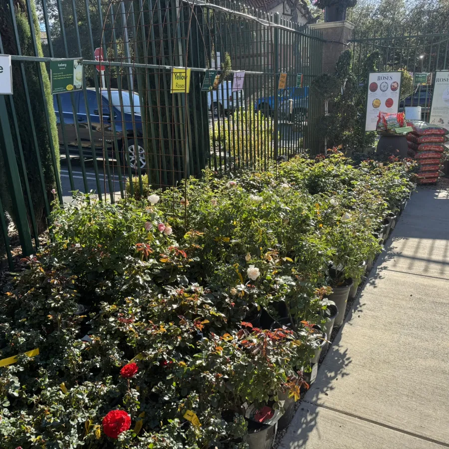 Outdoor plant nursery with rows of potted rose bushes including white and yellow roses, sunny day with shadows.