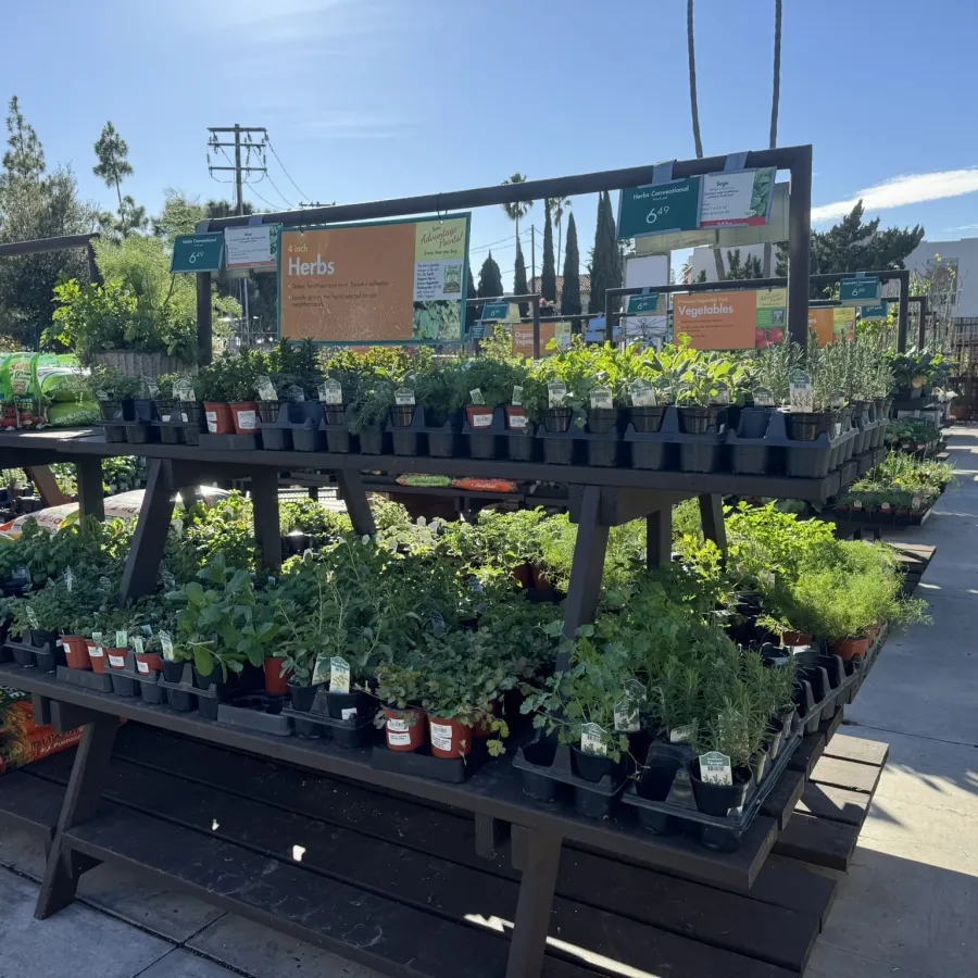Outdoor garden center display with various potted herbs and plants under sunny blue sky