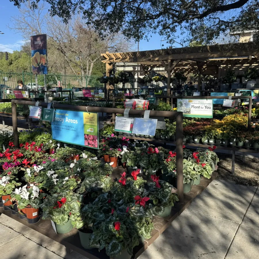 Outdoor garden center with rows of flowering potted plants under partial shade and clear sky.