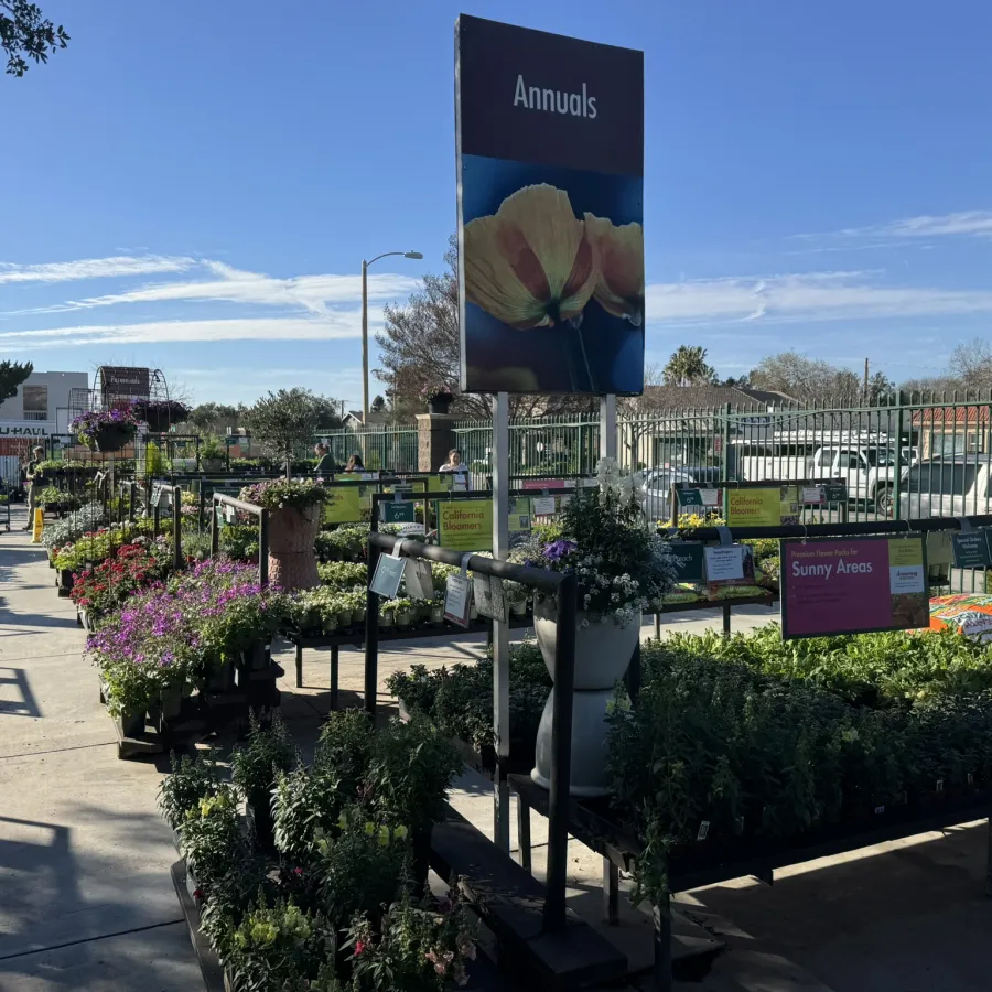 Outdoor garden center with racks of colorful annual flowers under clear blue sky and palm trees.