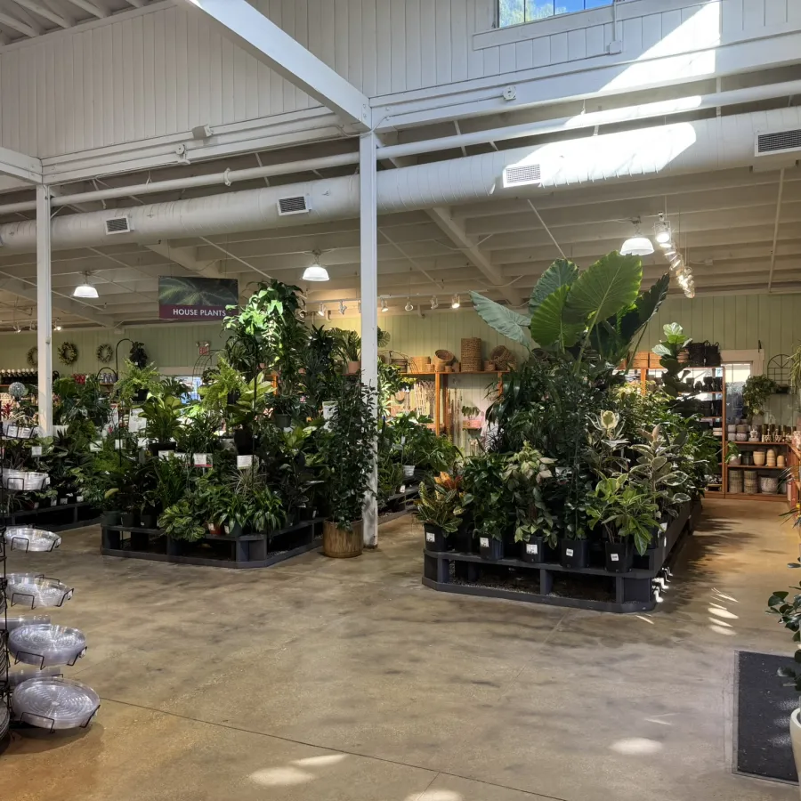 Bright plant store interior with various houseplants, gardening supplies, and greeting cards on display racks