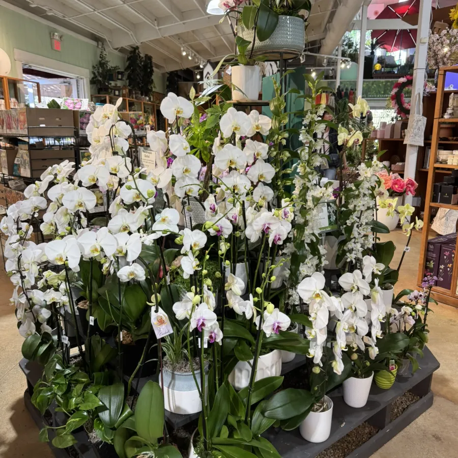 Large display of white orchids in pots inside a bright floral and decor shop with various plants and decorations.