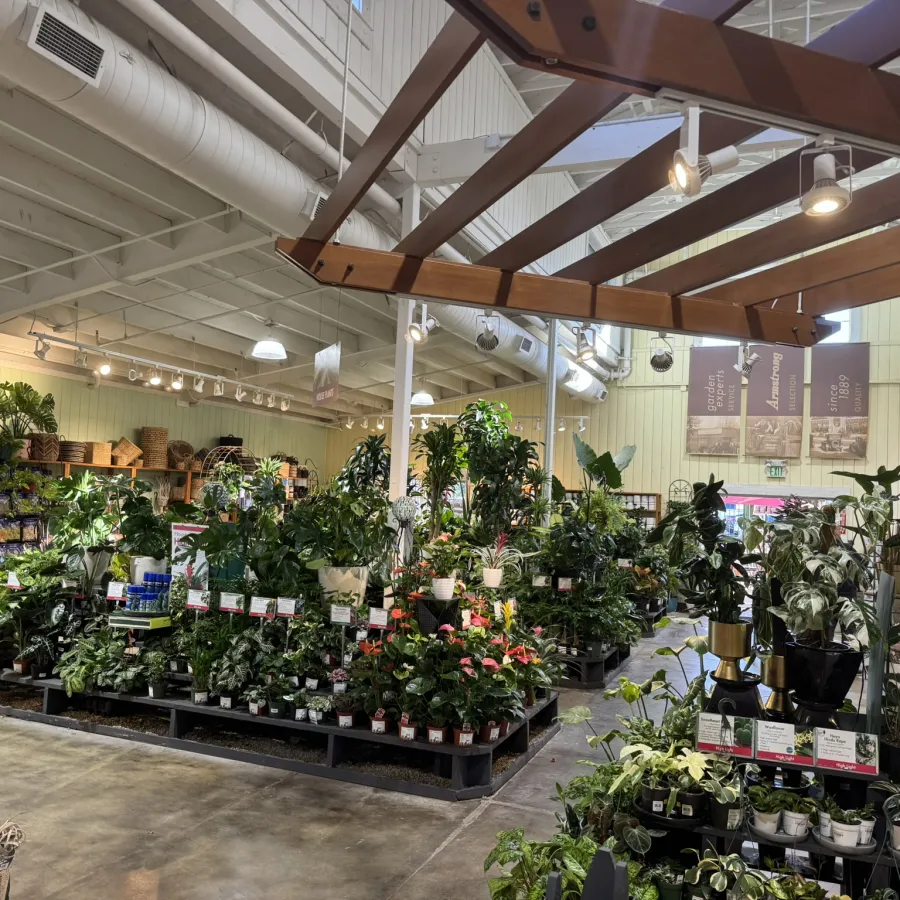 Indoor plant nursery with various potted plants arranged on shelves under natural and artificial light.