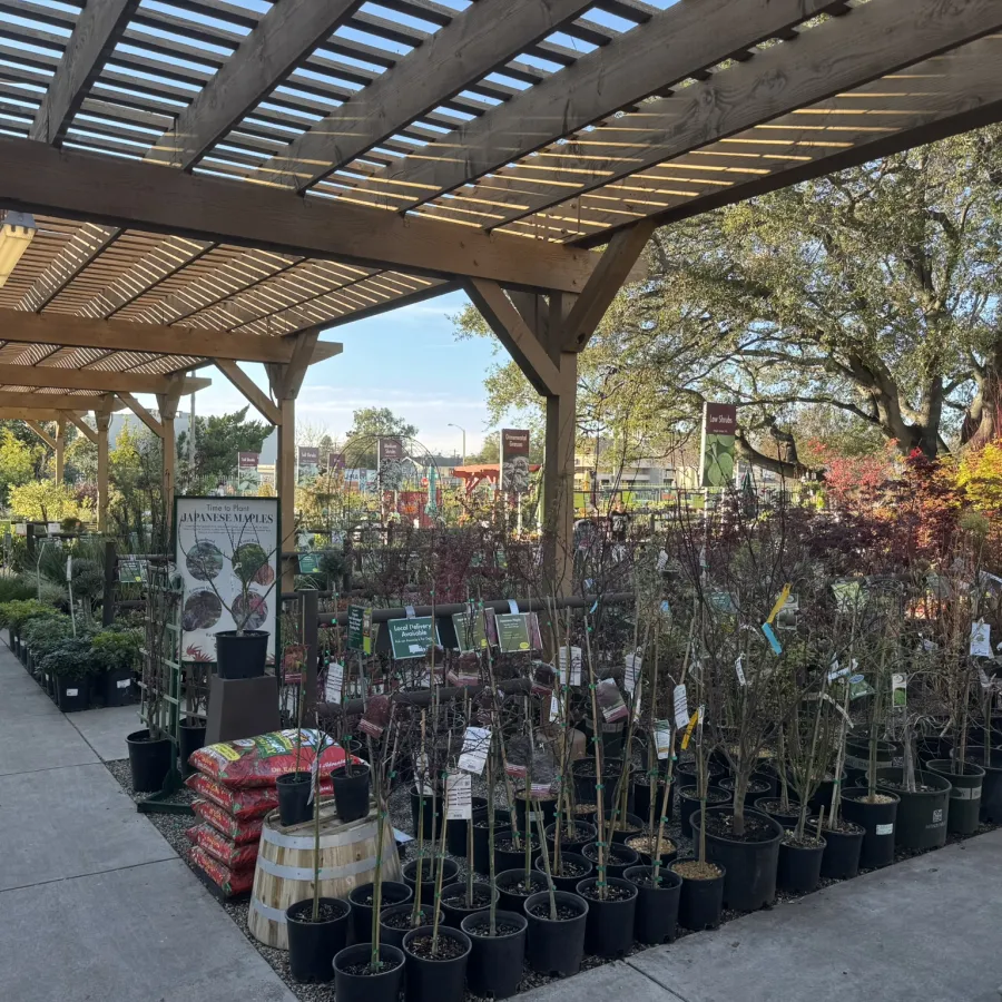 Outdoor garden center with a wooden pergola, rows of potted plants, trees, and landscaping supplies under clear sky