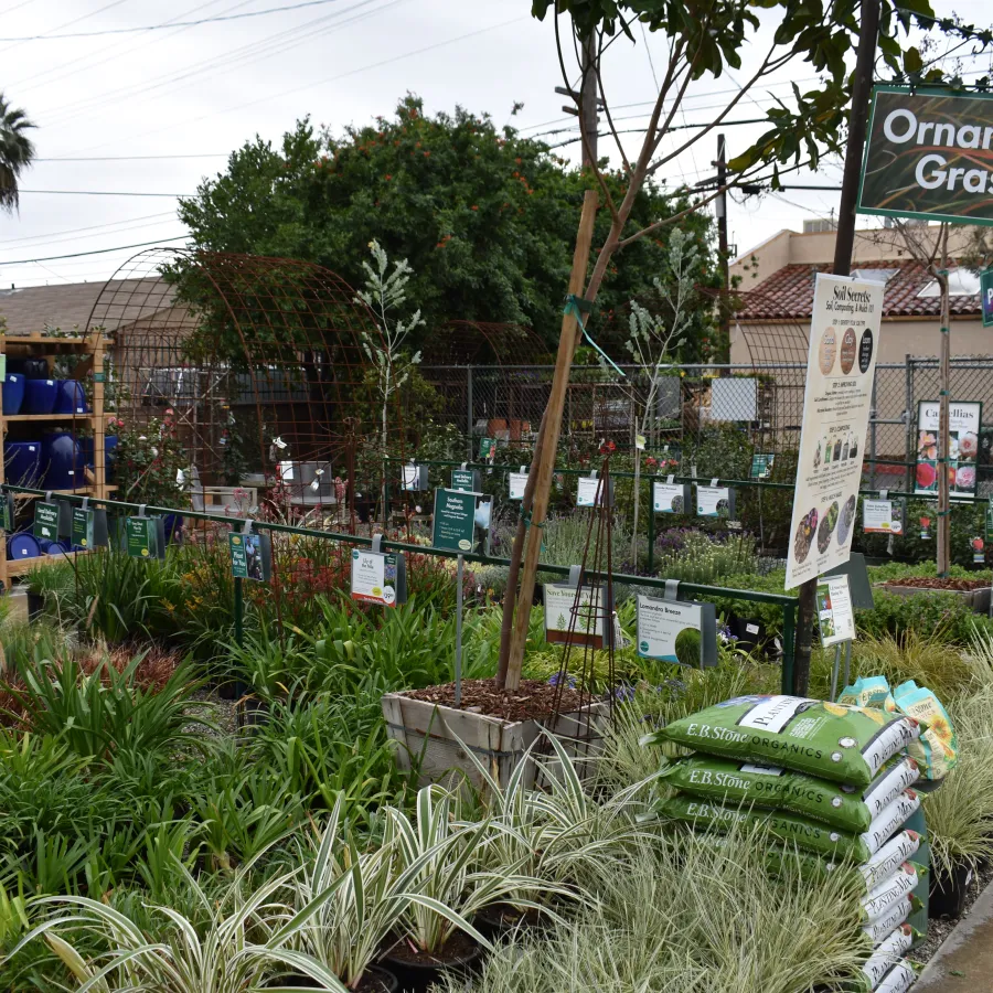 Outdoor nursery section with various ornamental grasses and gardening supplies on display under cloudy sky.