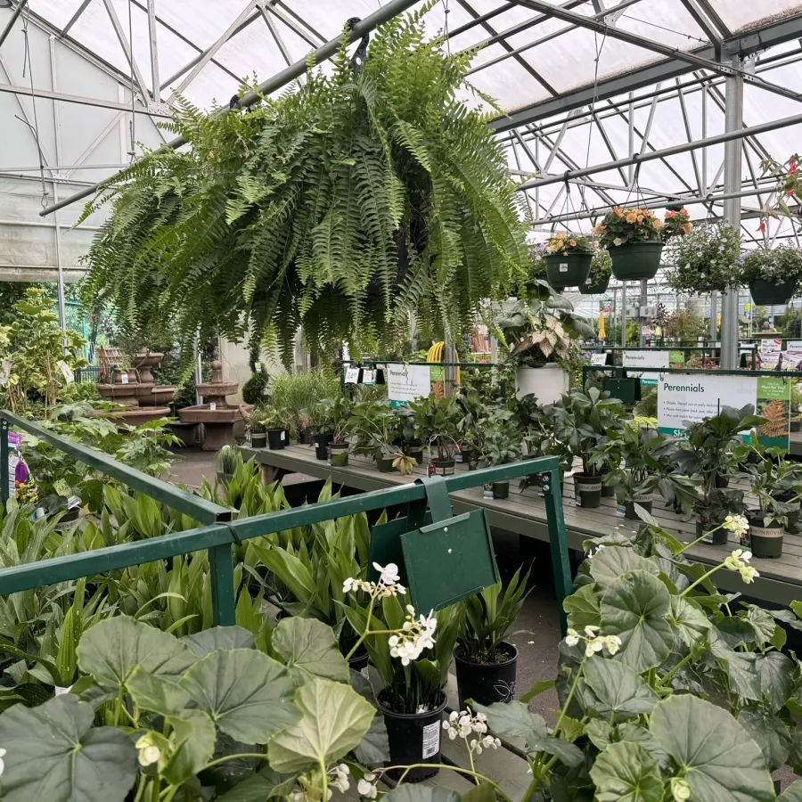 Indoor greenhouse with various potted plants and hanging ferns under a glass roof providing natural light.