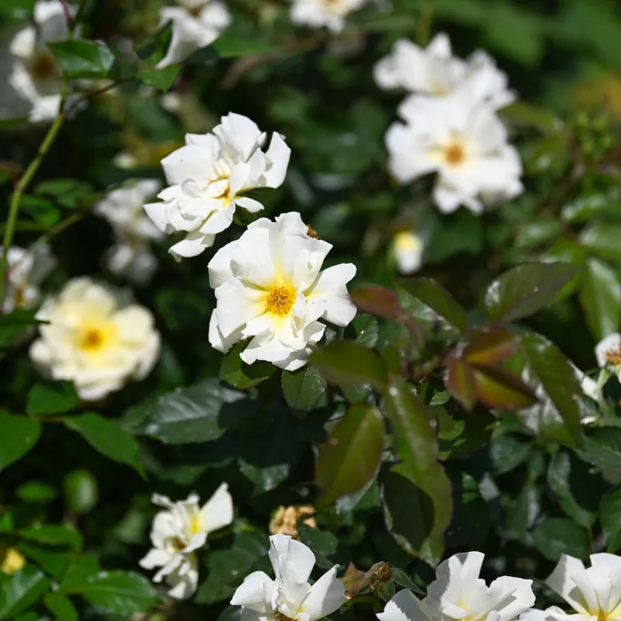 Cluster of blooming white roses with yellow centers surrounded by green leaves in natural sunlight.