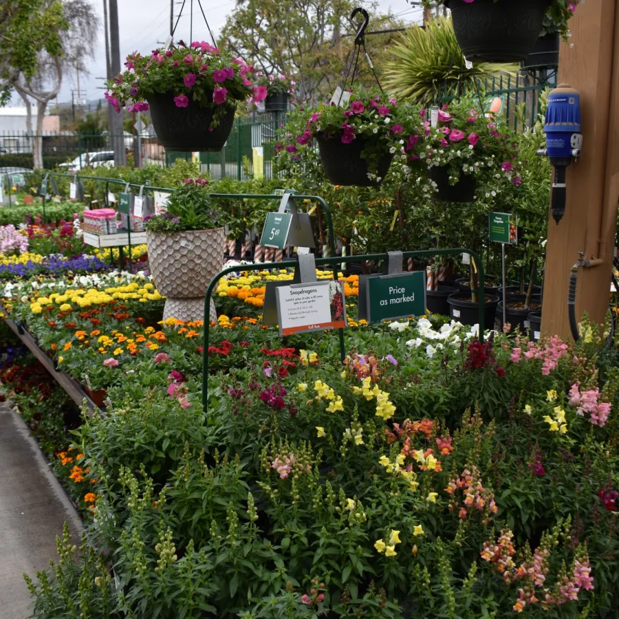Outdoor garden center display with colorful flowers and hanging baskets on a sidewalk under cloudy sky.