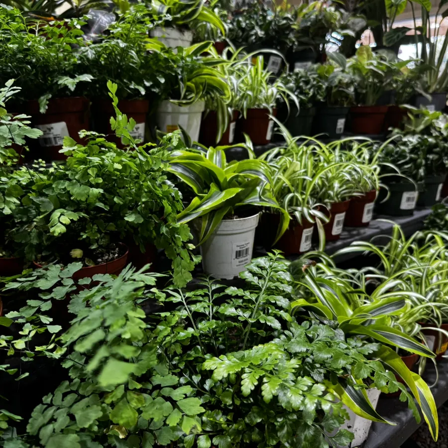 Various green houseplants including ferns and spider plants displayed on shelves in a garden center.