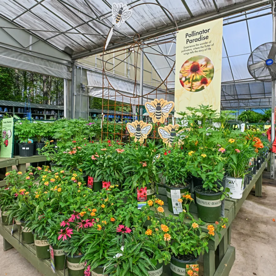 Greenhouse display of vibrant flowering plants attracting pollinators with Pollinator Paradise sign
