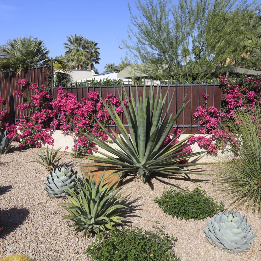 Desert garden with various succulents, agave plants, cacti, and vibrant pink bougainvillea under a clear blue sky.