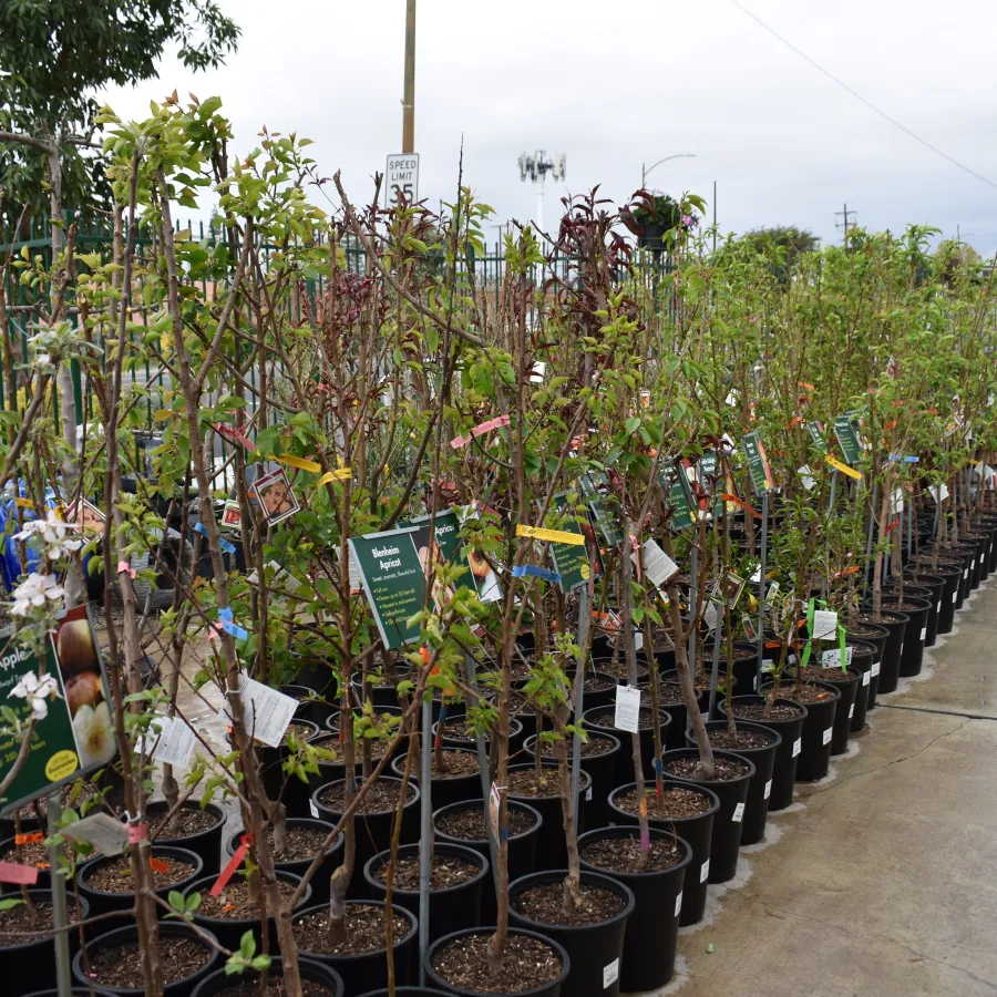 Row of potted young apple trees with labels displayed outdoors on a nursery sidewalk on a cloudy day