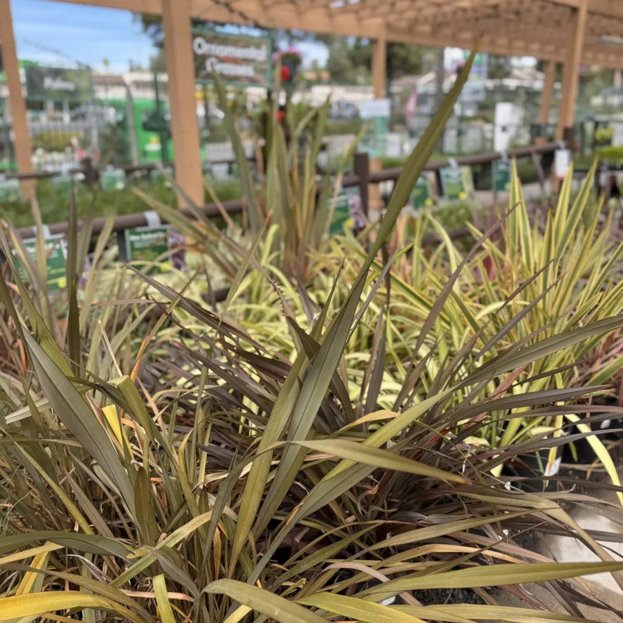 Close-up of spiky ornamental grasses with green and brown leaves in a garden center under wooden pergola.