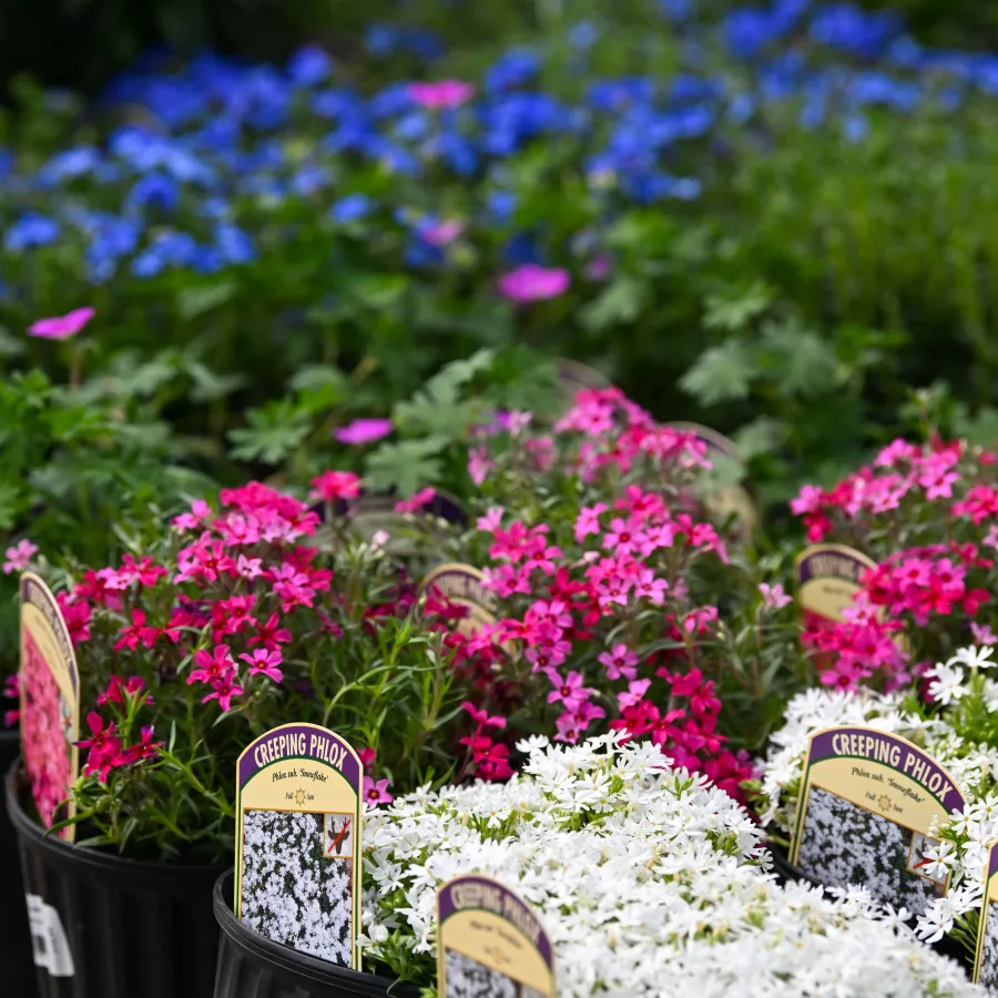 Potted Creeping Phlox flowers in pink, white, and blue colors displayed in a garden center.