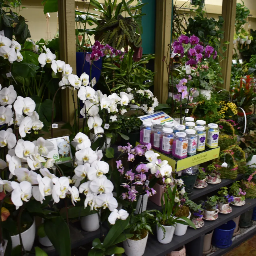 Indoor garden display with blooming white and purple orchids, potted plants, and gardening supplies on shelves.