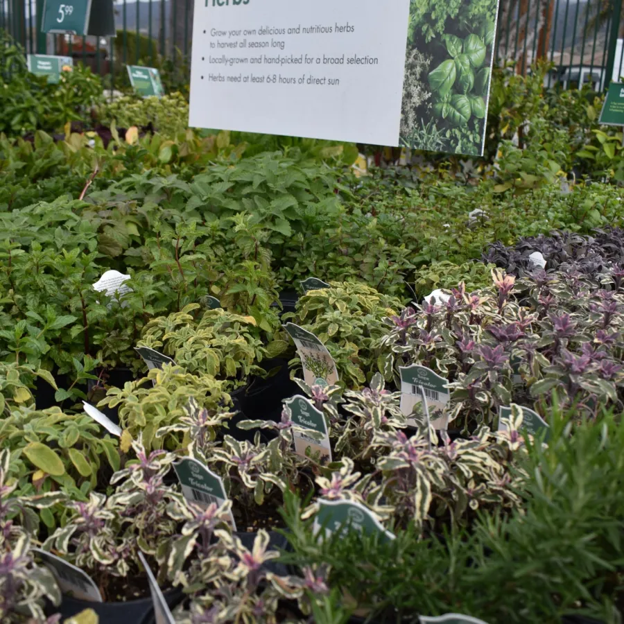 Variety of fresh herb plants displayed with informational signs in a garden center setting.