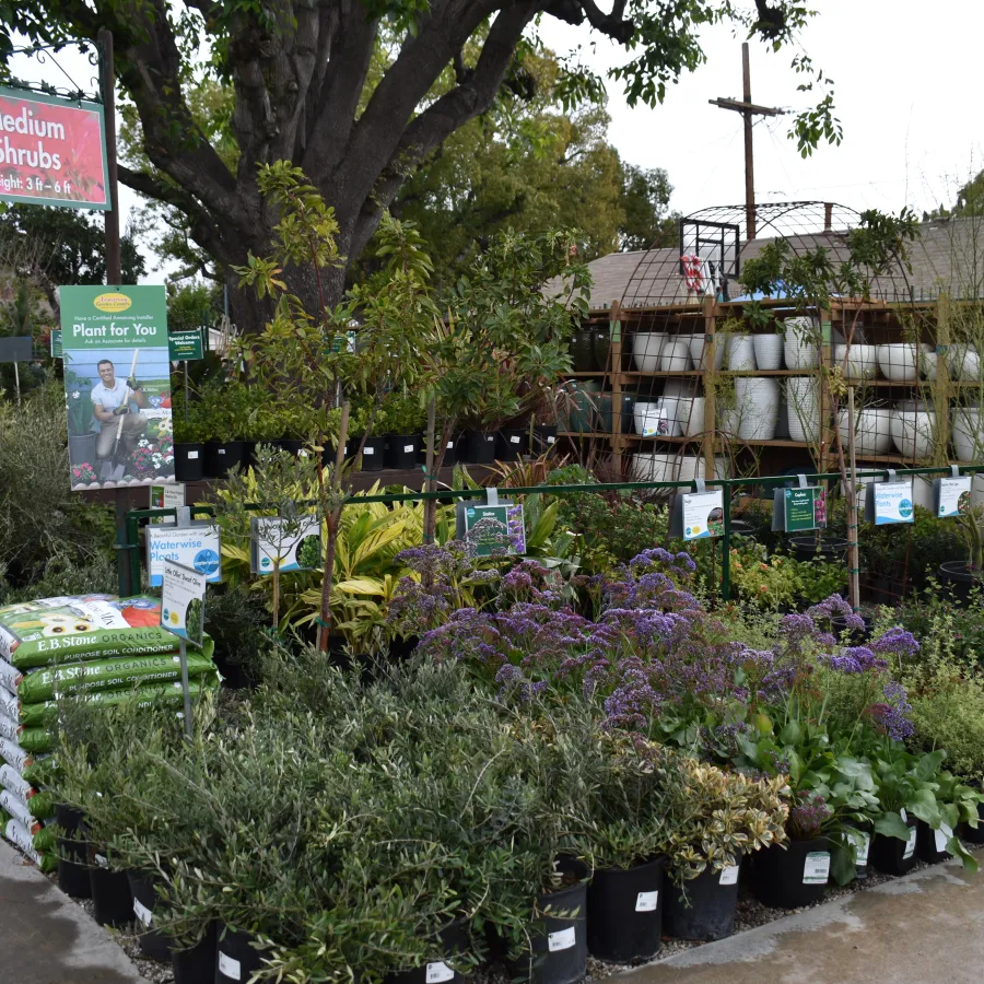 Outdoor garden center display of various medium shrubs and potted plants with gardening supplies and signage.