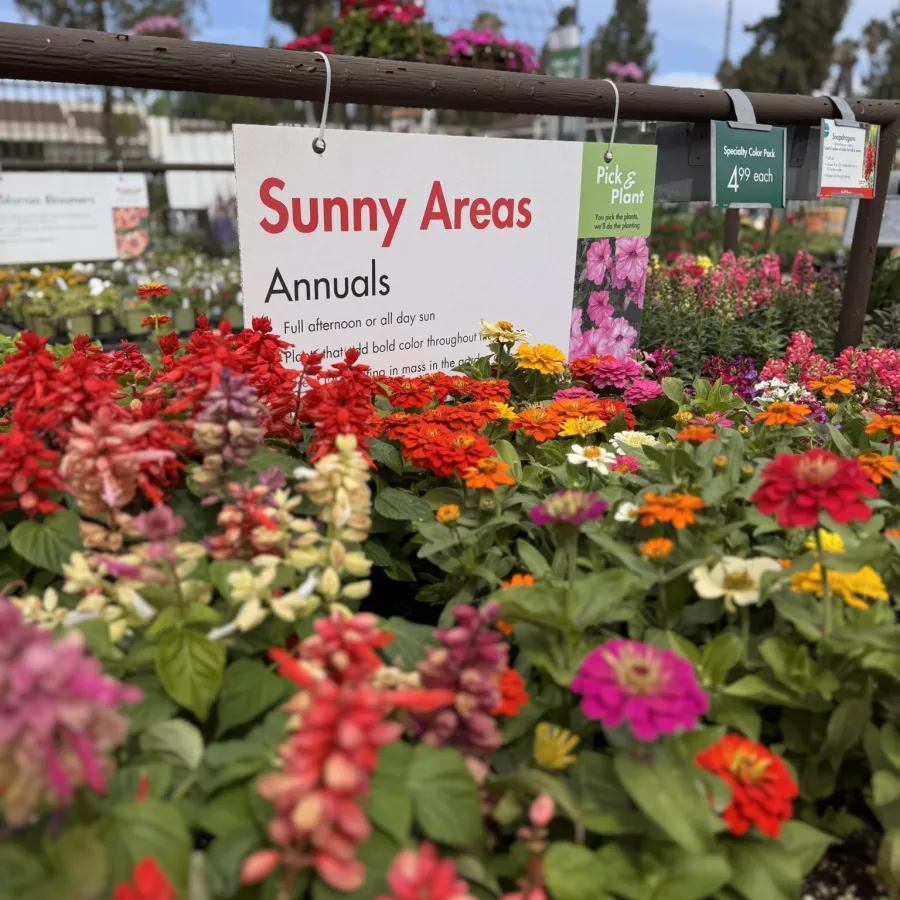 Colorful annual flowers for sunny areas displayed at a garden center with informational signs and blue sky.