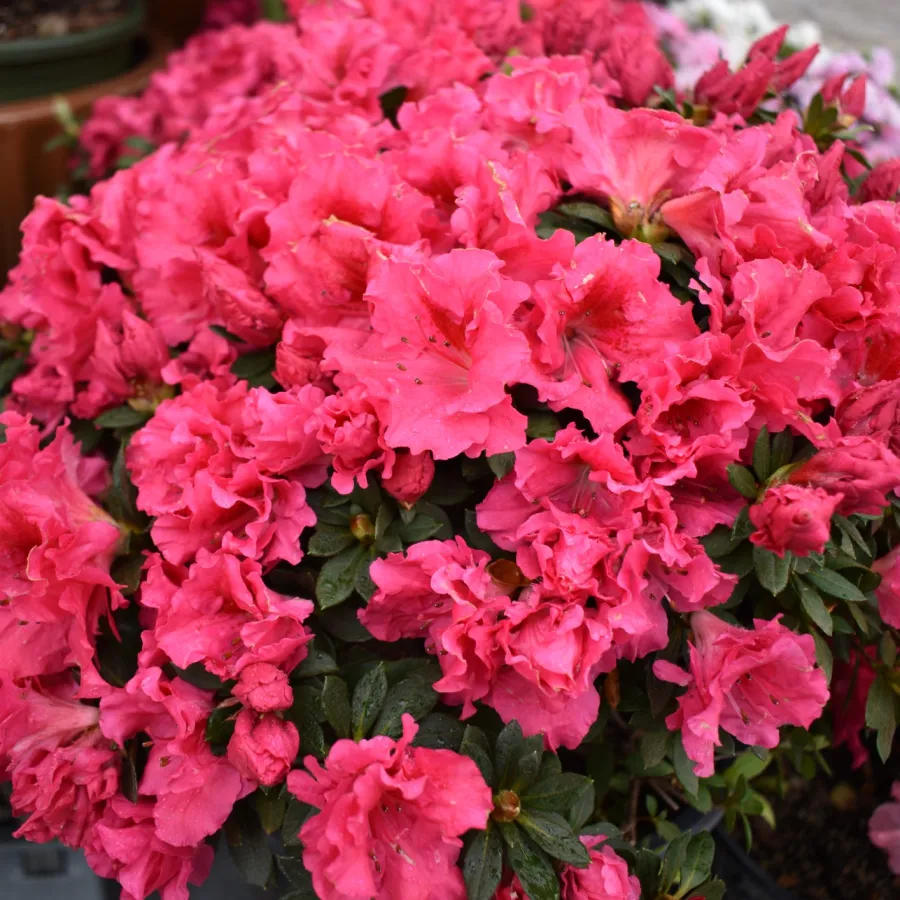 Cluster of vibrant pink azalea flowers with lush green leaves in an outdoor setting.