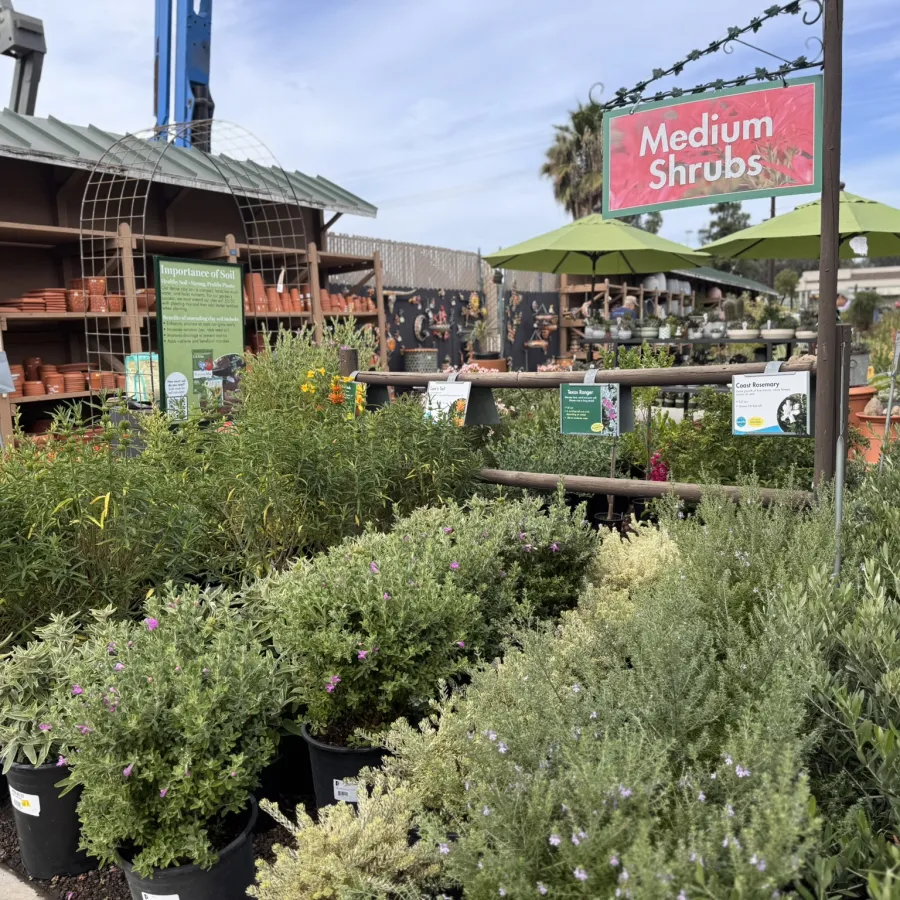 Outdoor garden center displays medium shrubs in pots under green umbrellas with a red sign overhead