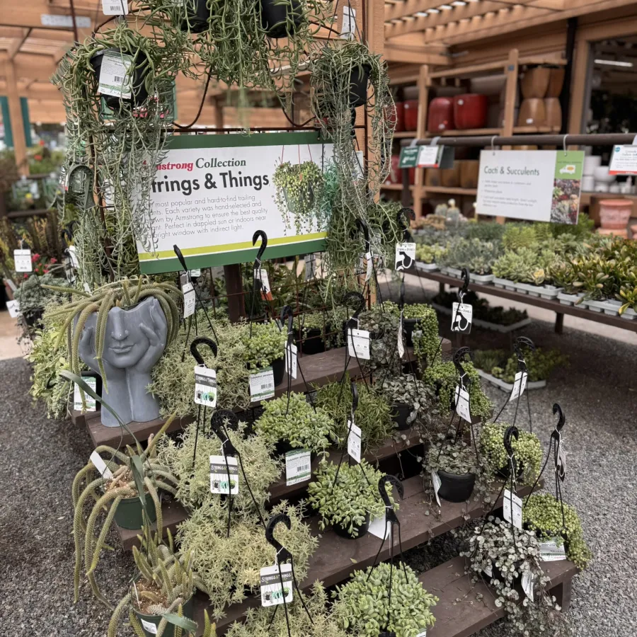 Hanging baskets of assorted succulent and trailing plants displayed on wooden shelves in a nursery greenhouse.