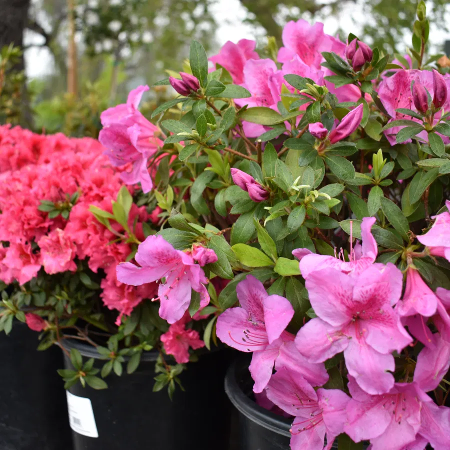 Close-up of vibrant pink and red azalea flowers in black pots at a garden center.