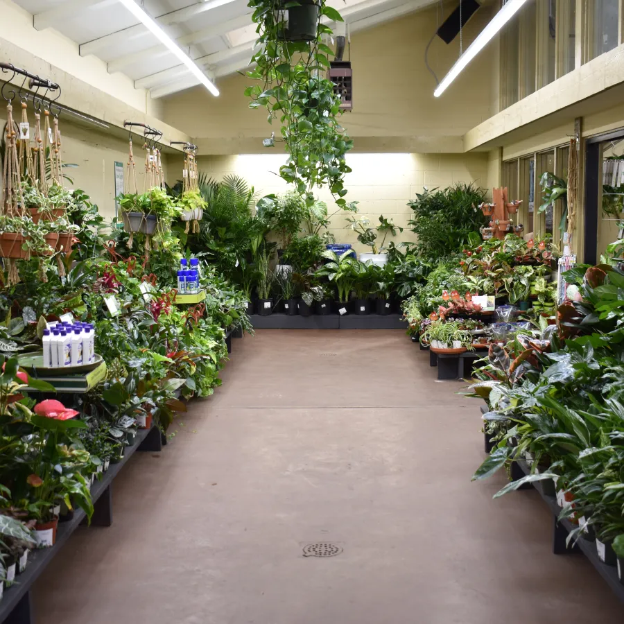 Indoor plant nursery with diverse green foliage and flowering plants lining both sides of a wide central aisle under skylights.