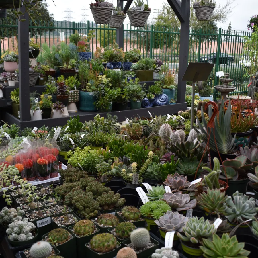 Various potted succulents and cacti displayed on tables at an outdoor plant nursery under shaded structures.