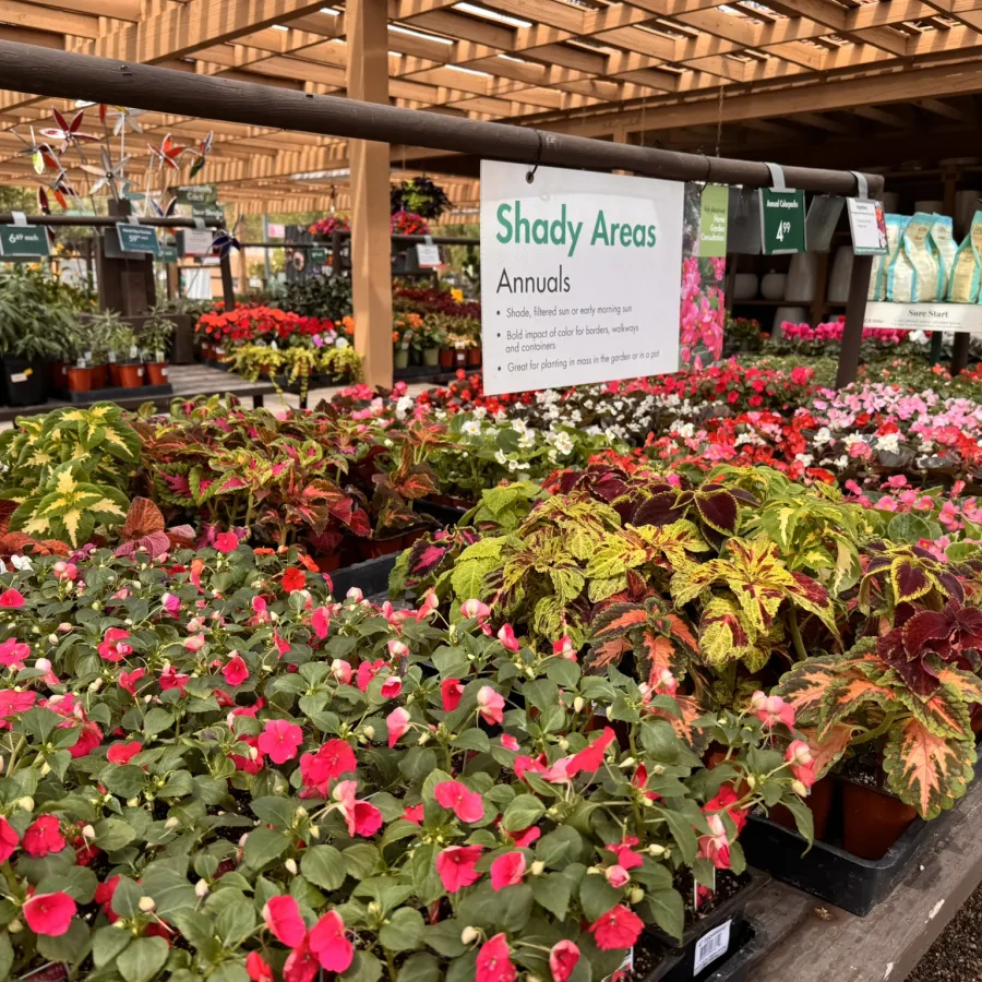 Colorful annual plants for shady areas displayed on tables in a garden center greenhouse with wooden roof.