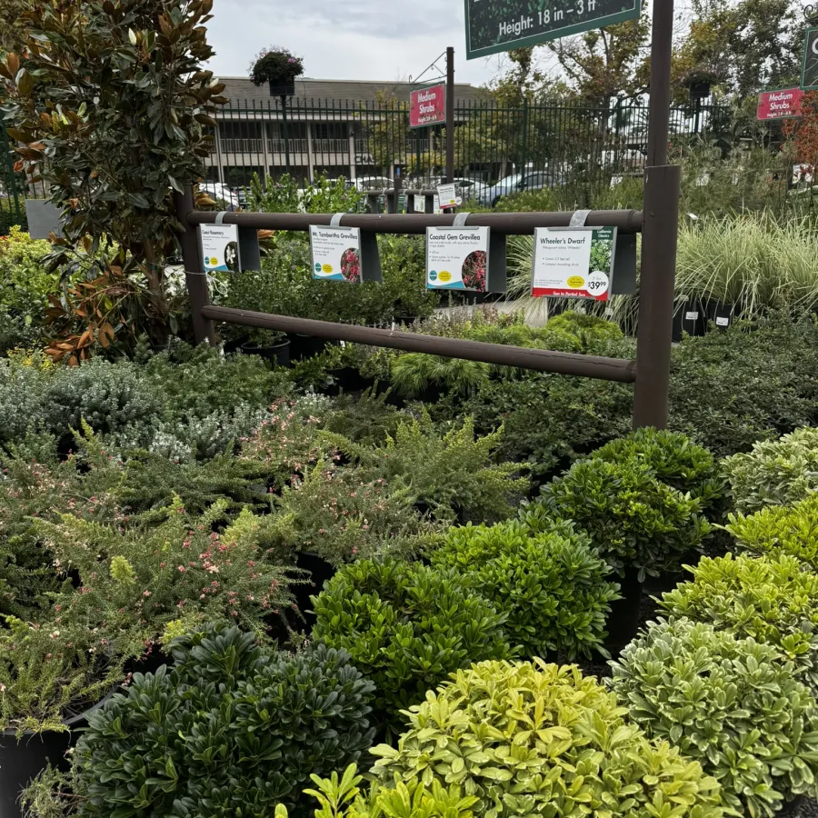 Variety of low shrubs with green foliage displayed for sale under a sign indicating height 18 inches to 3 feet.