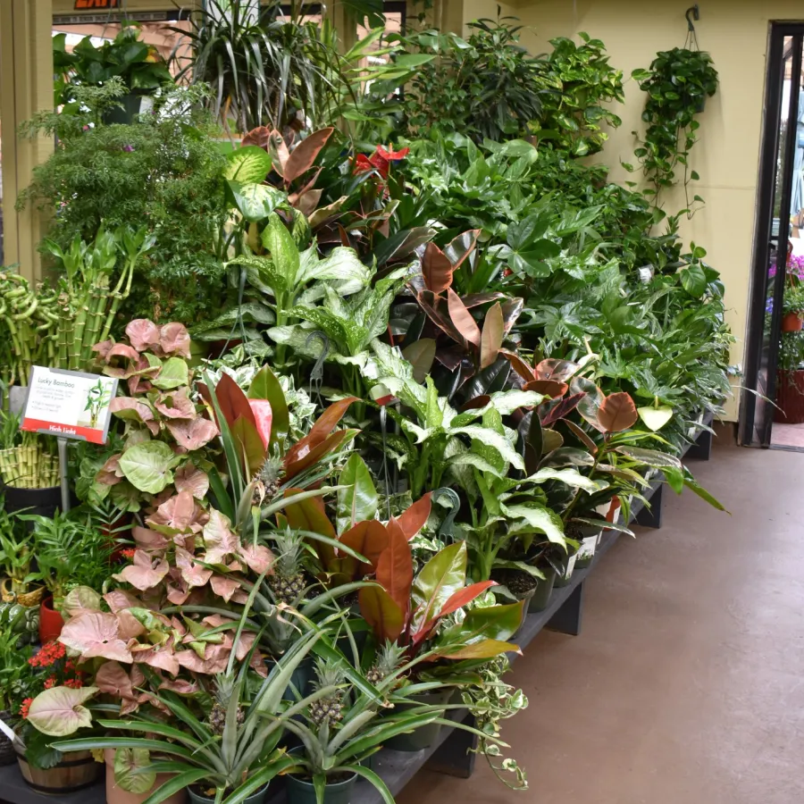 Indoor display of various green and flowering houseplants arranged on black stands in a showroom.