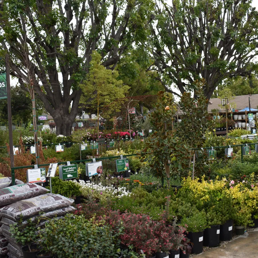 Outdoor garden center with various low shrub plants in pots and bags of soil under large trees on a cloudy day