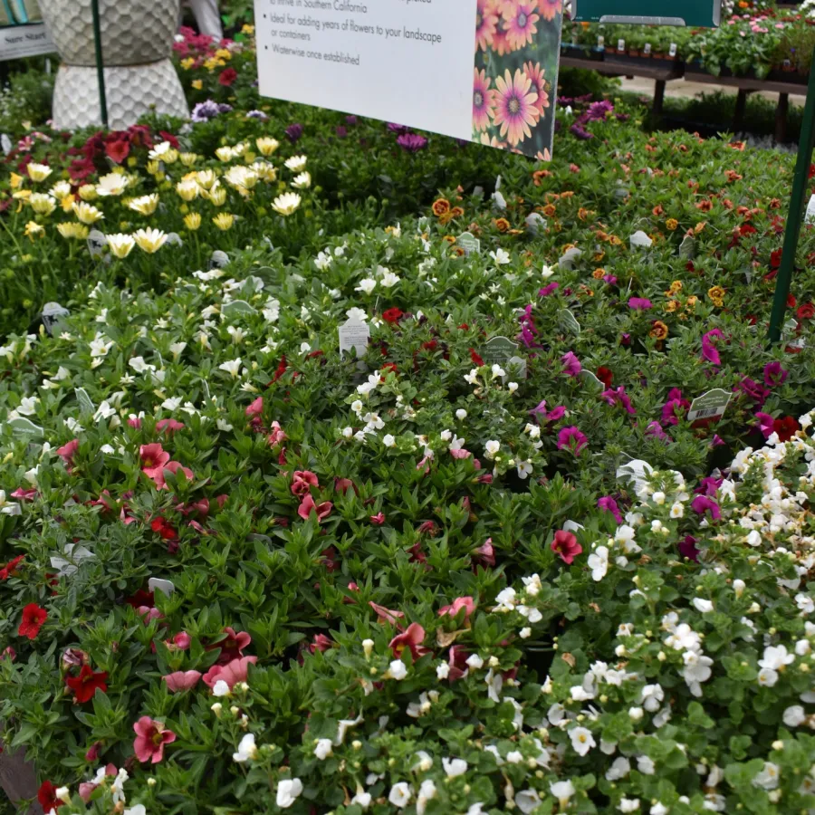 California Bloomers colorful petunias and flowers on display with informational signs in garden center