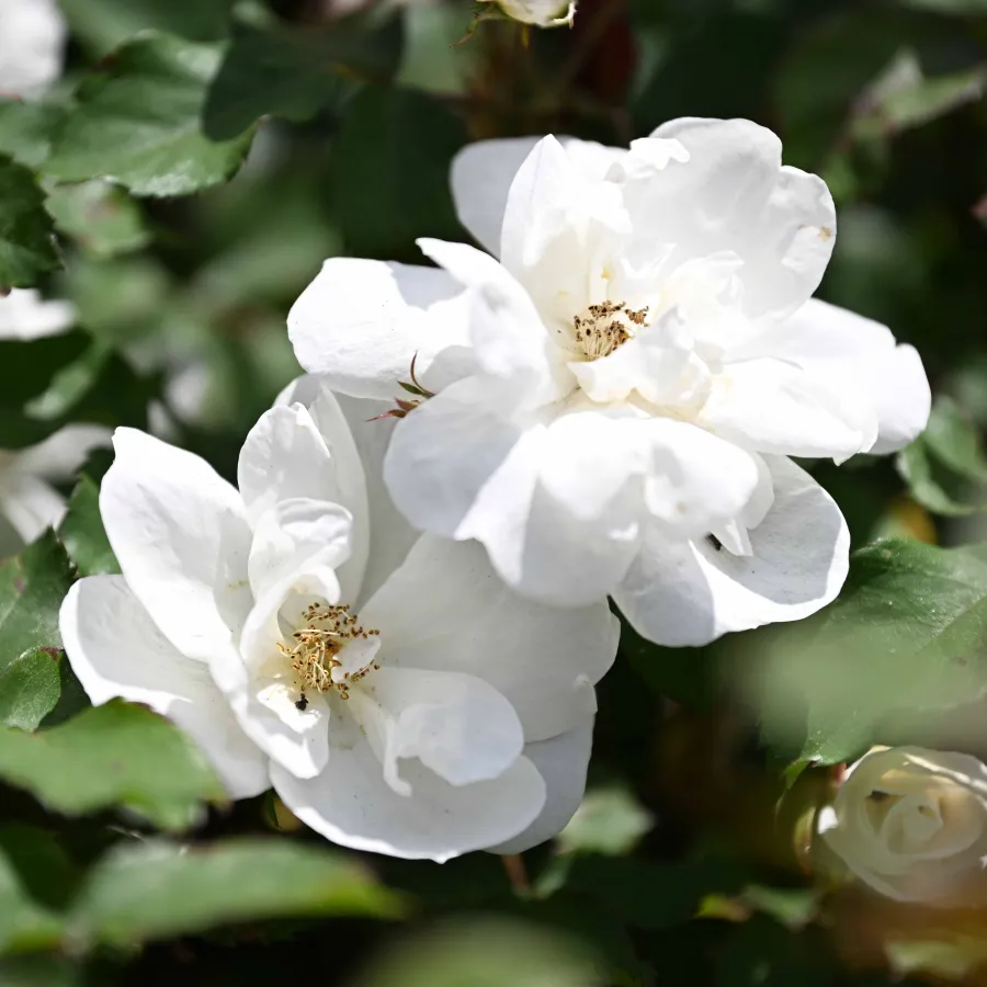 Close-up of delicate white roses in full bloom surrounded by green leaves in natural sunlight.