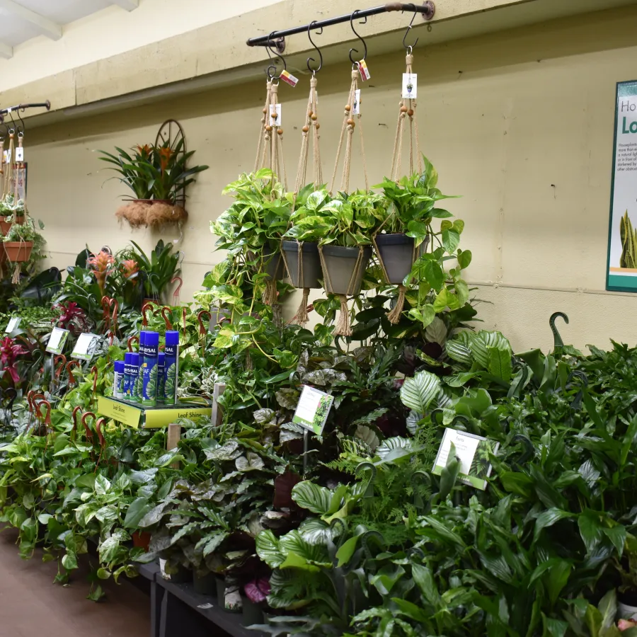 Indoor garden center display with various low-light houseplants and hanging pots on shelves and wall.