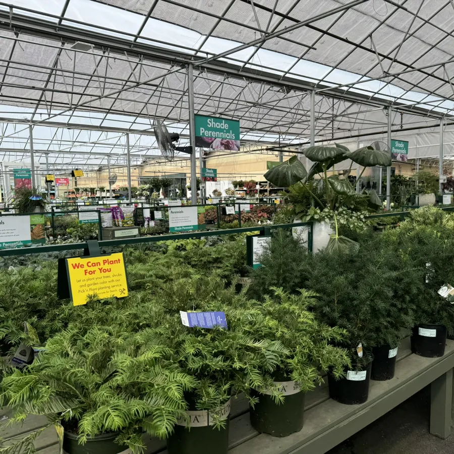 Indoor garden center section with shaded perennials in pots under a glass roof and green metal racks.
