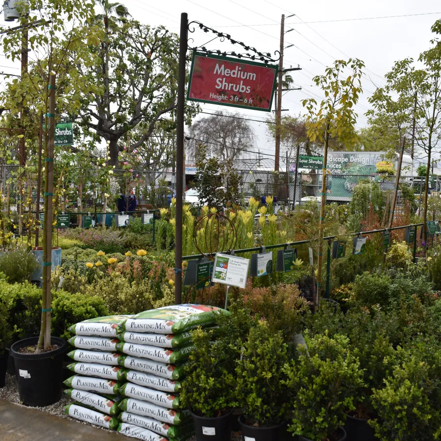 Outdoor garden center displaying various potted medium shrubs and bags of planting mix on a cloudy day