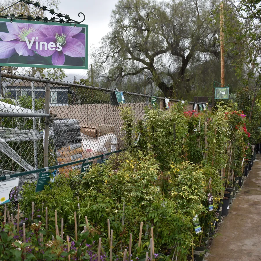 Outdoor nursery section labeled Vines showing rows of climbing plants and stakes along a fenced pathway on a cloudy day