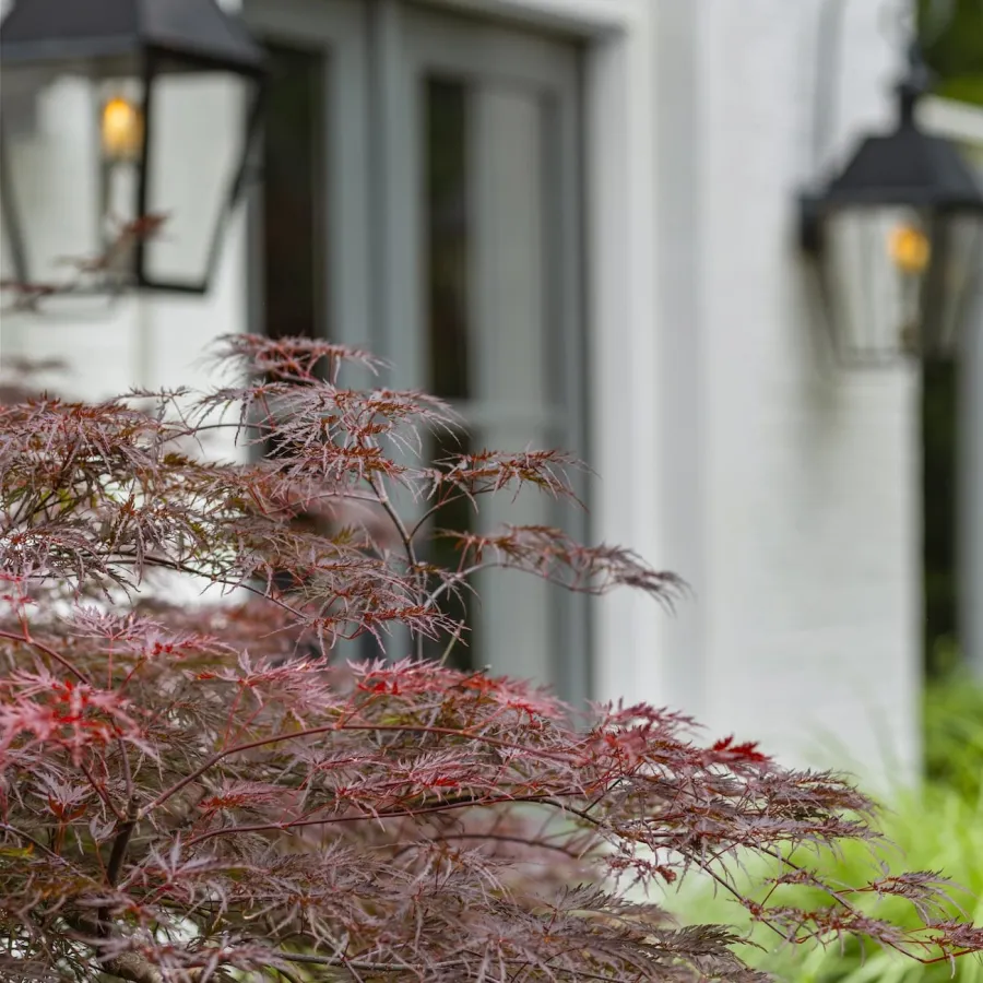 Close-up of red Japanese maple leaves with blurred white house and black lanterns in the background