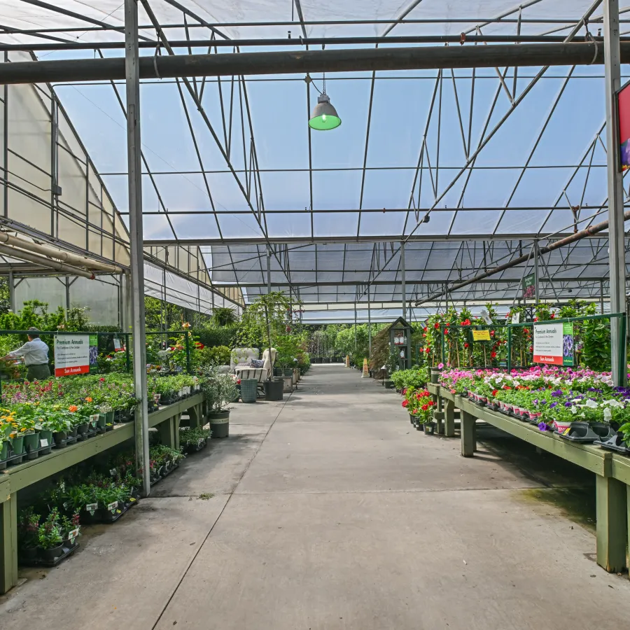 Bright greenhouse interior with rows of vibrant flowering plants and vegetables for sale under a transparent roof.