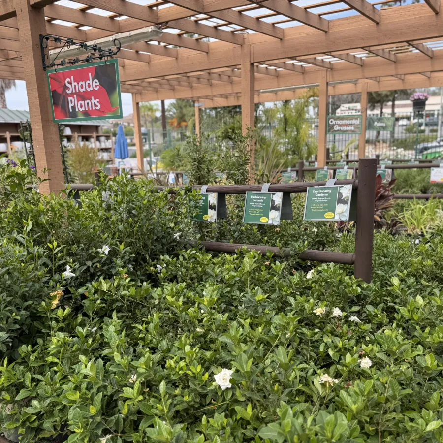Garden center patio with lush shade plants under wooden pergola and informational plant signs.