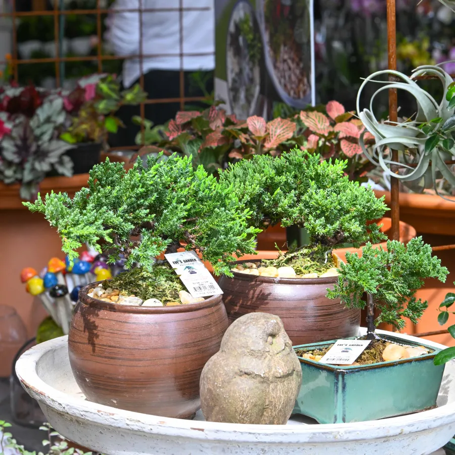 Three bonsai trees in ceramic pots displayed on a round table surrounded by greenery and garden decor.